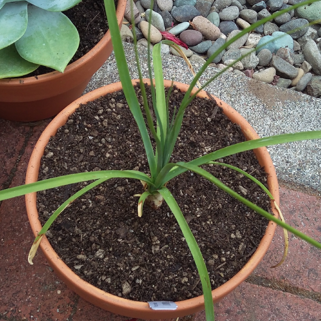 Blue Nolina in the GardenTags plant encyclopedia