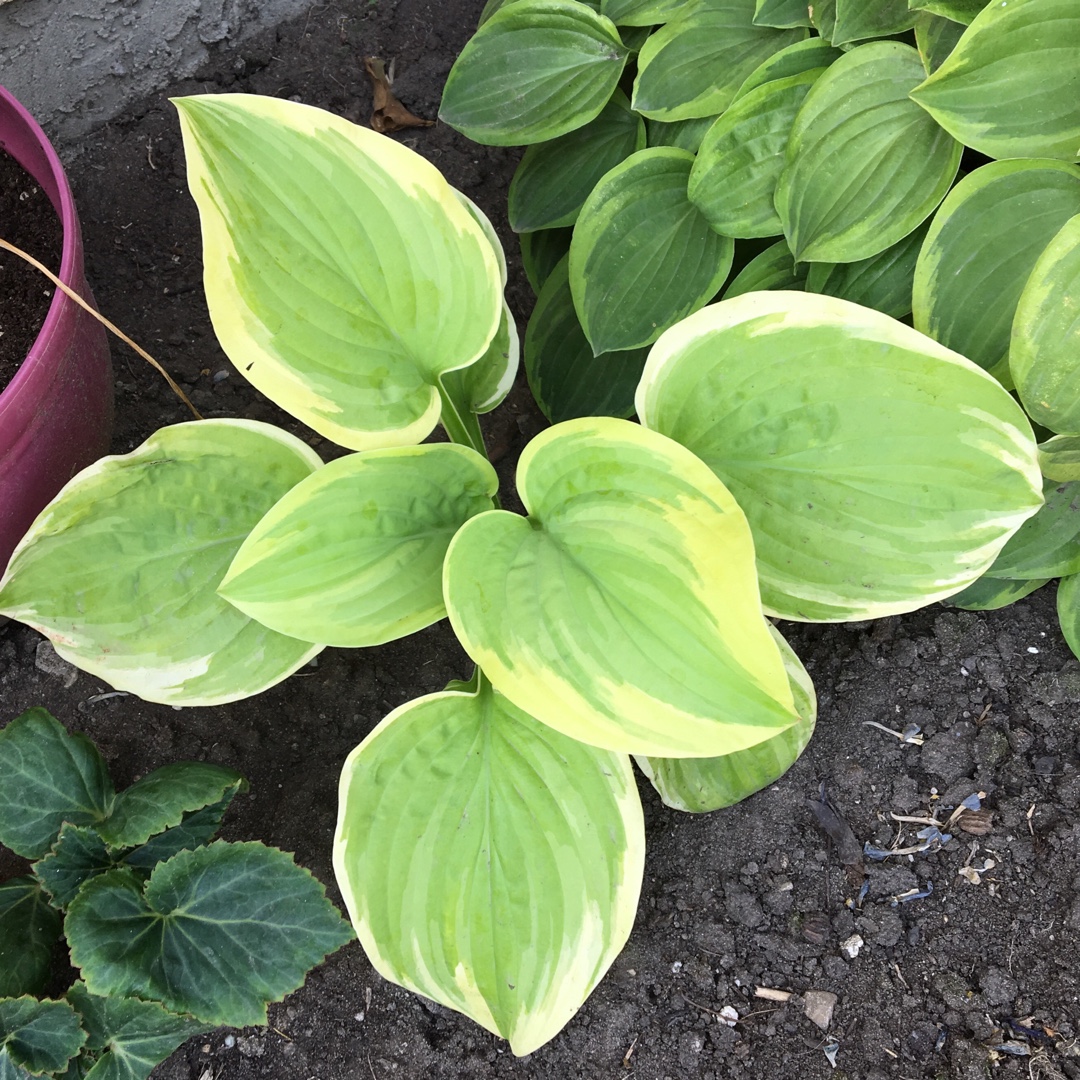 Plantain Lily Fragrant Fire in the GardenTags plant encyclopedia