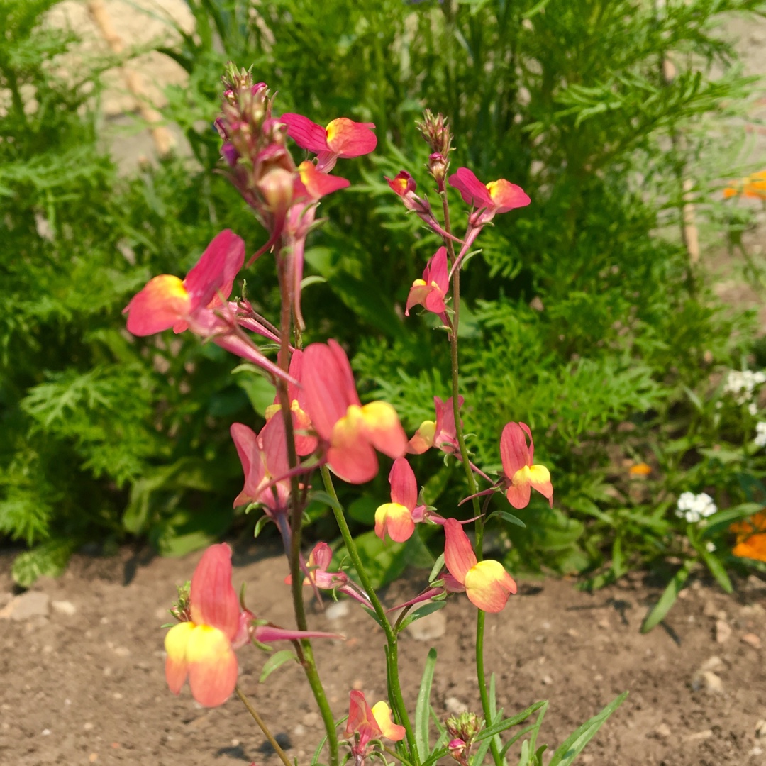 Toadflax Licilia Peach in the GardenTags plant encyclopedia