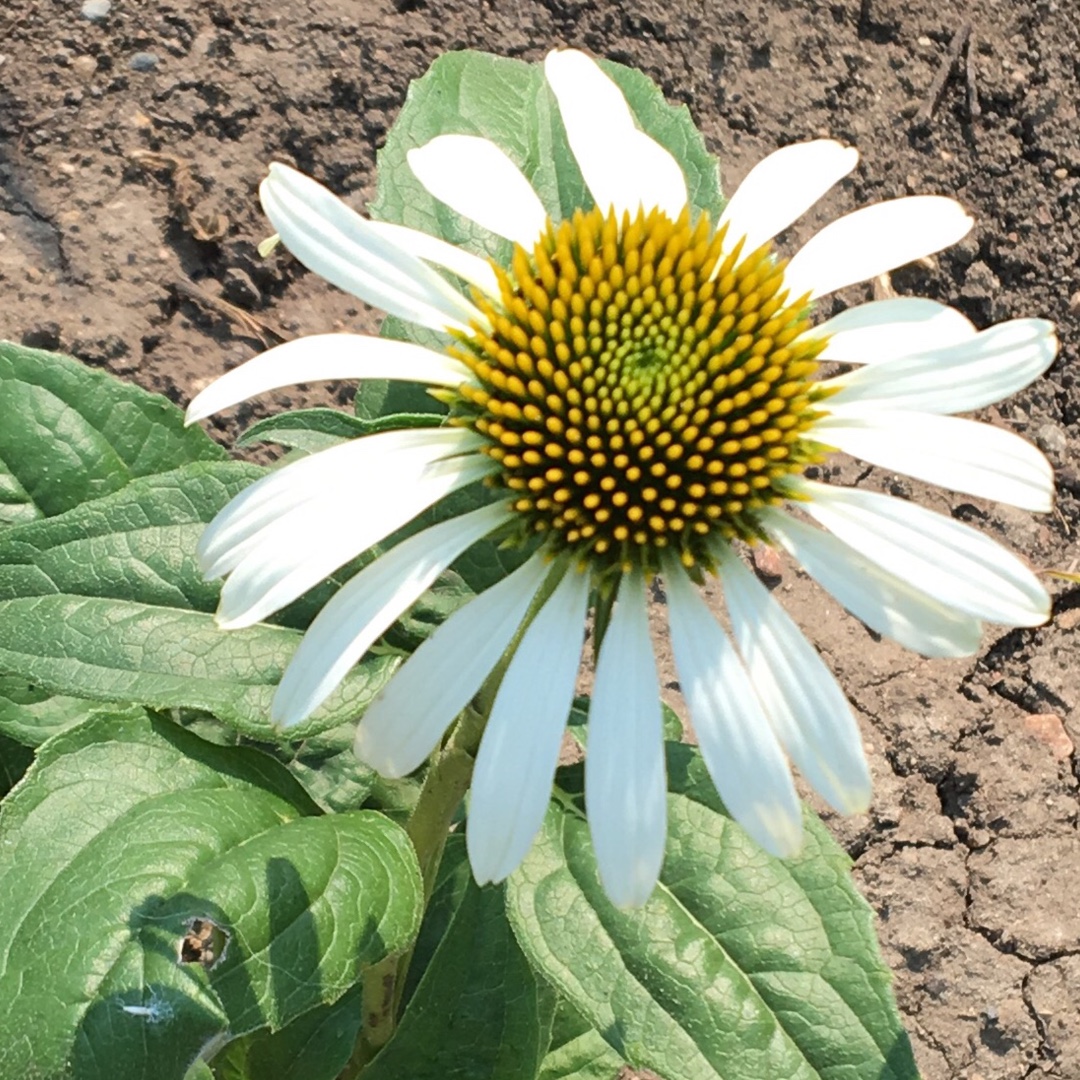 Coneflower Lucky Star in the GardenTags plant encyclopedia