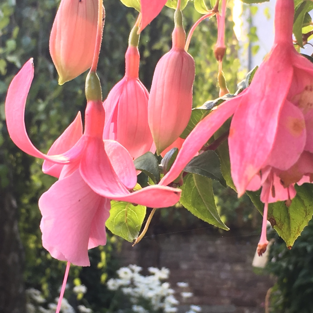 Fuchsia Julie Horton in the GardenTags plant encyclopedia