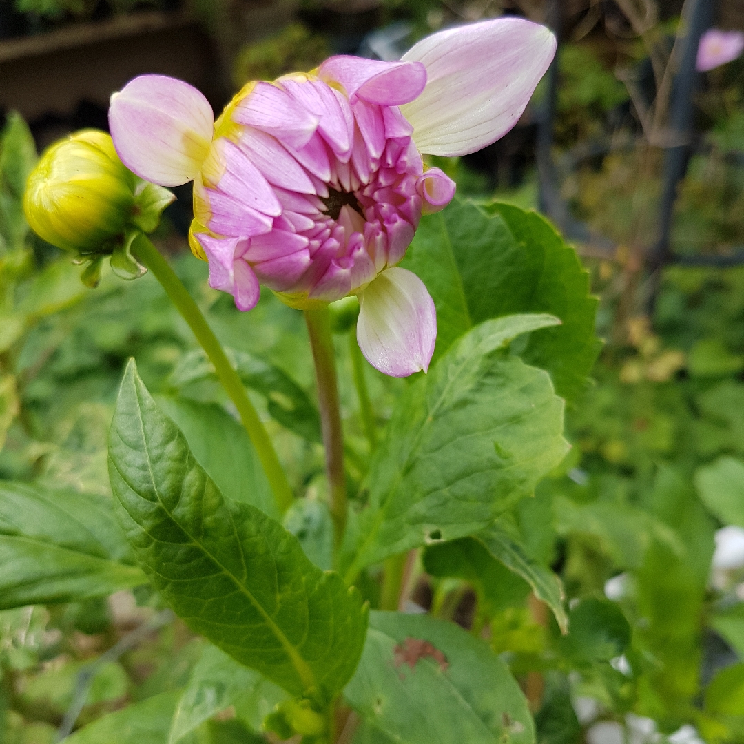 Dahlia Vals Candy in the GardenTags plant encyclopedia