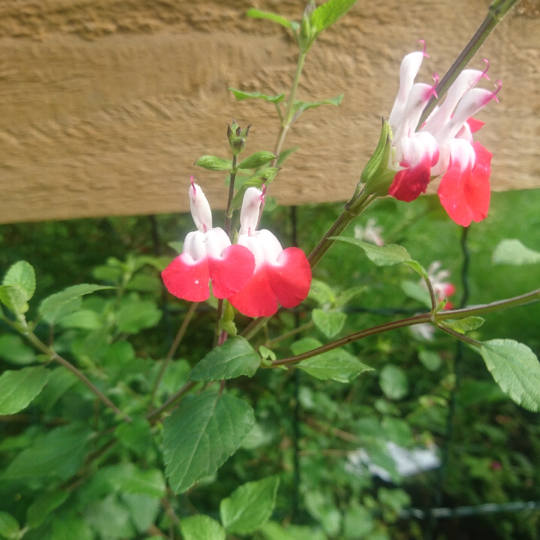 Salvia Kunth in the GardenTags plant encyclopedia