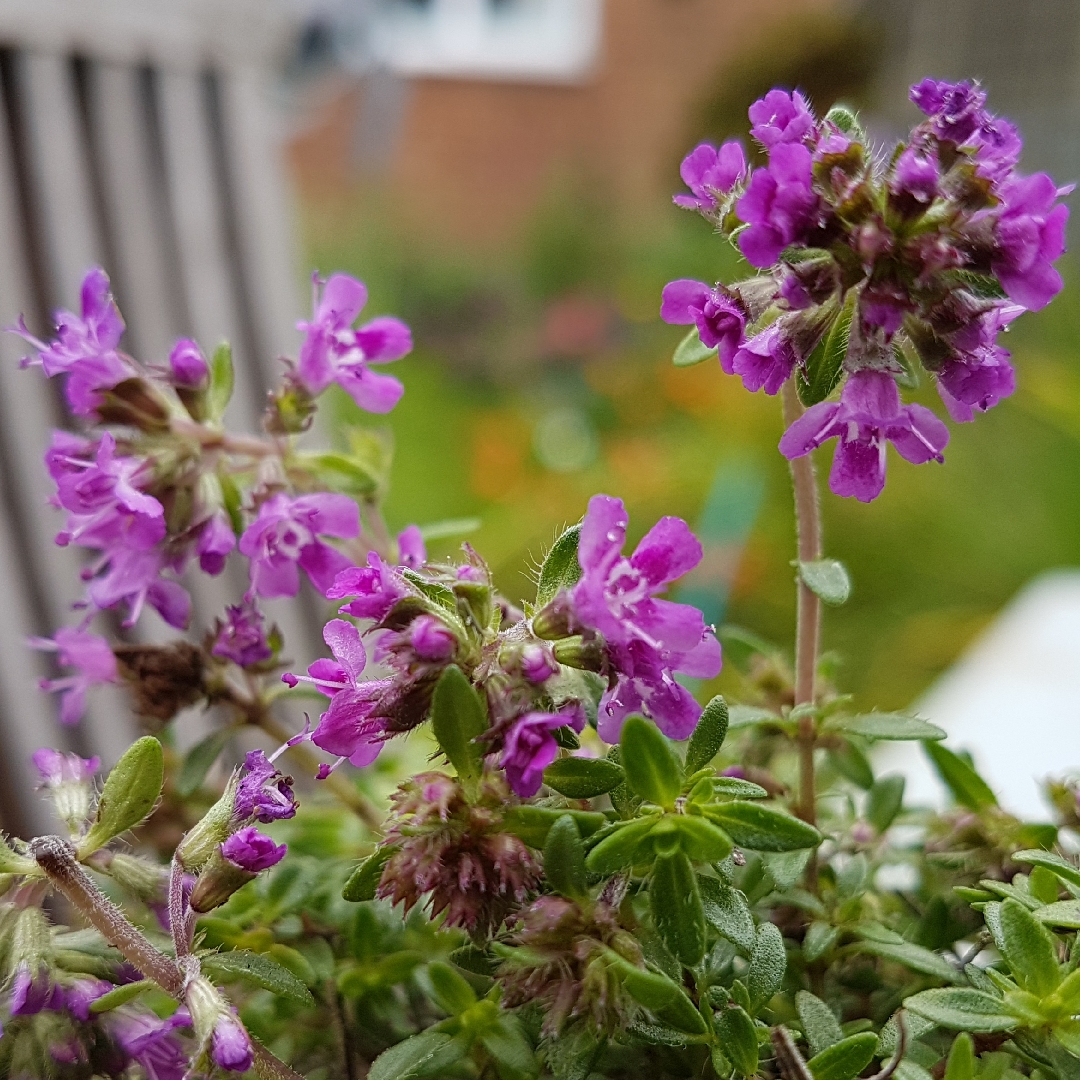 Creeping Thyme Pink Ripple in the GardenTags plant encyclopedia