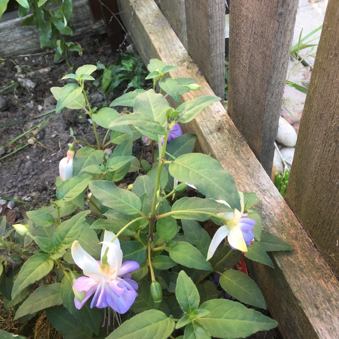 Fuchsia 'Moody Blues', Fuchsia Bush 'Moody Blues' in GardenTags plant ...