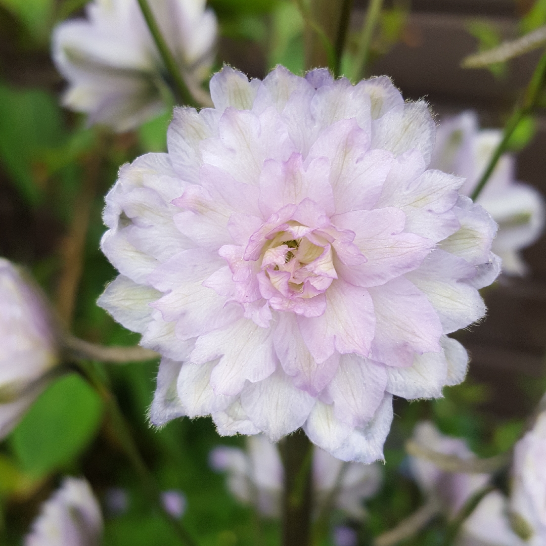 Delphinium Highlander Cha Cha in the GardenTags plant encyclopedia