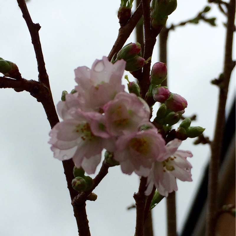 Winter Flowering Cherry Autumnalis in the GardenTags plant encyclopedia