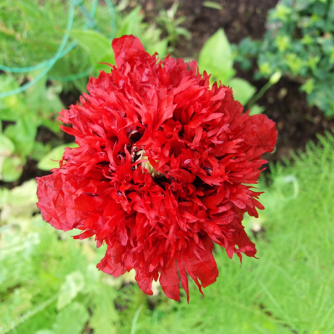 Poppy Ooh La La in the GardenTags plant encyclopedia