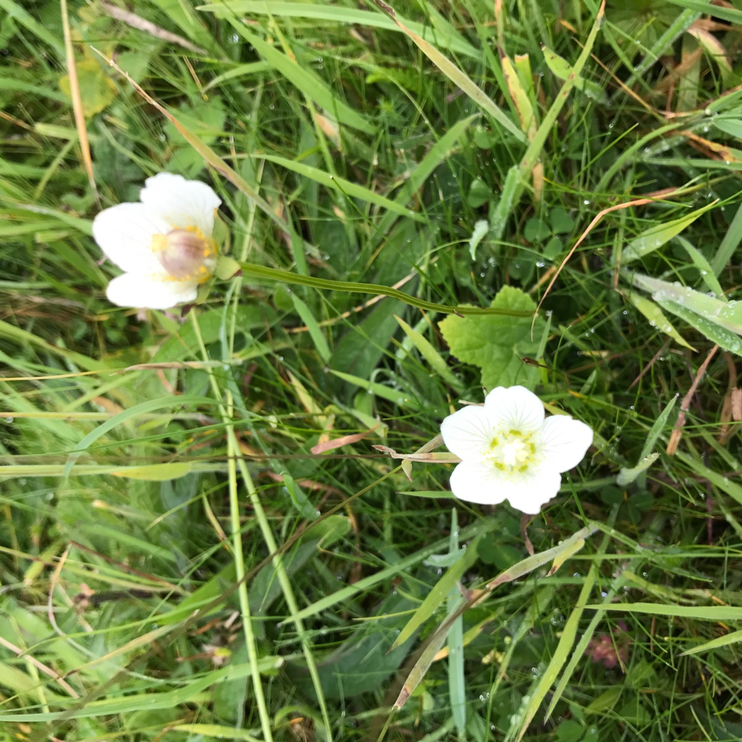 Grass Of Parnassus in the GardenTags plant encyclopedia