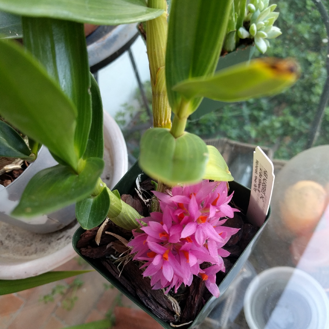 Pink Dendrobium Orchid in the GardenTags plant encyclopedia