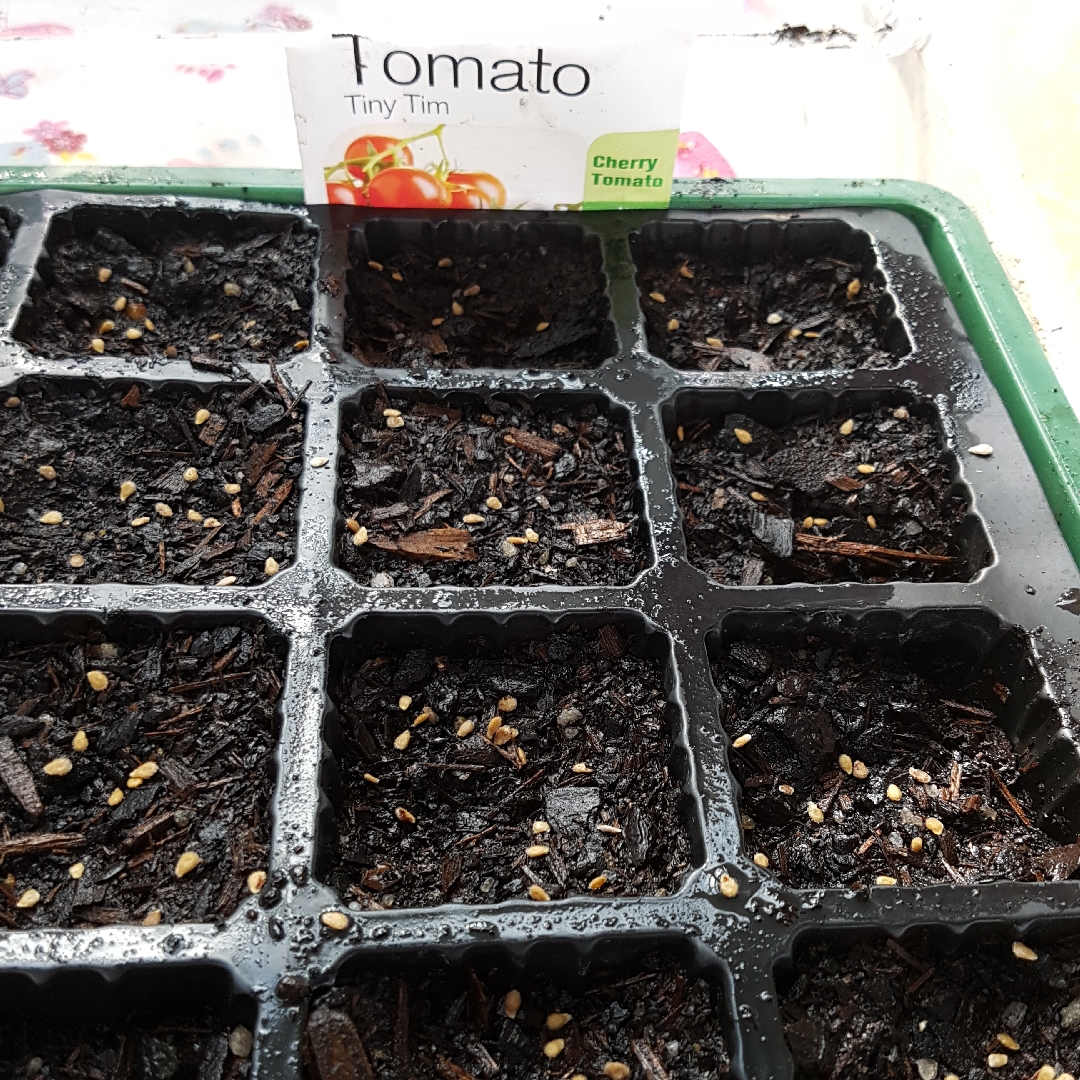 Cherry Tomato Tiny Tim in the GardenTags plant encyclopedia