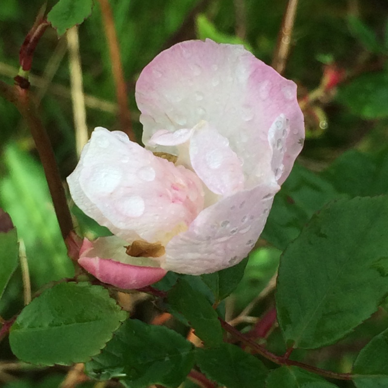 Monthly Rose in the GardenTags plant encyclopedia