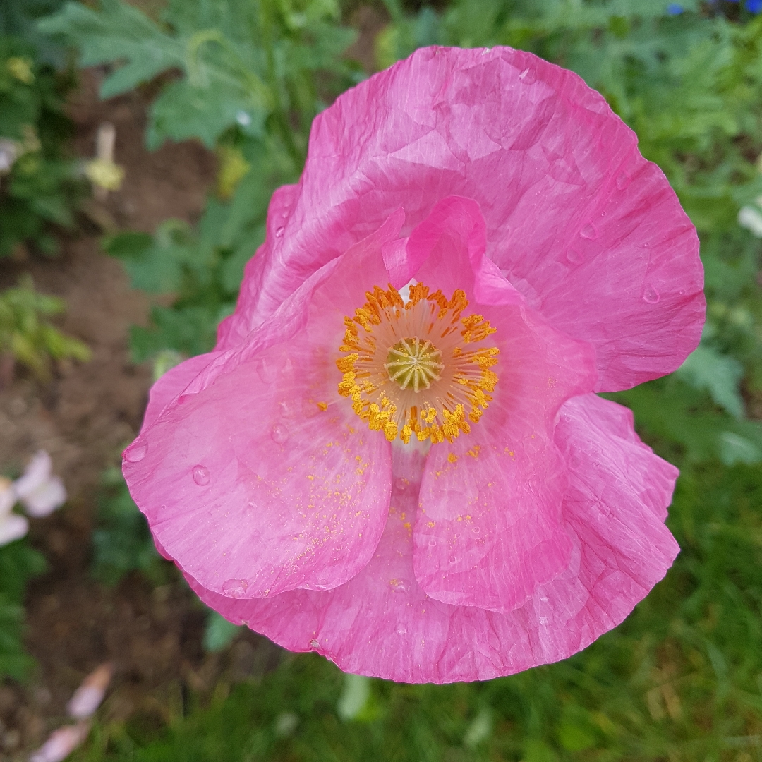 Opium Poppy Falling In Love in the GardenTags plant encyclopedia