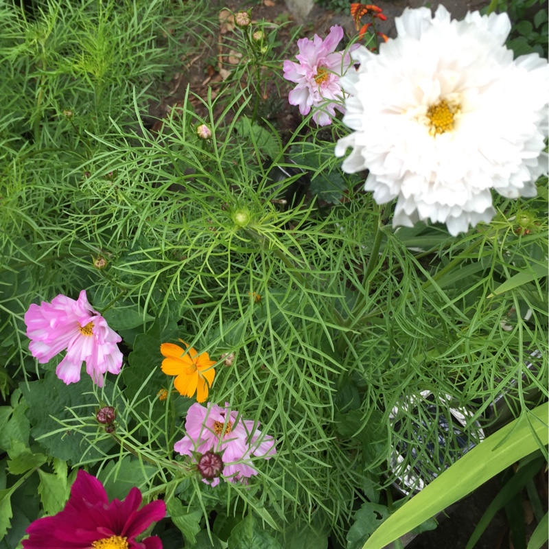 Cosmea Double Click (Mixed) in the GardenTags plant encyclopedia