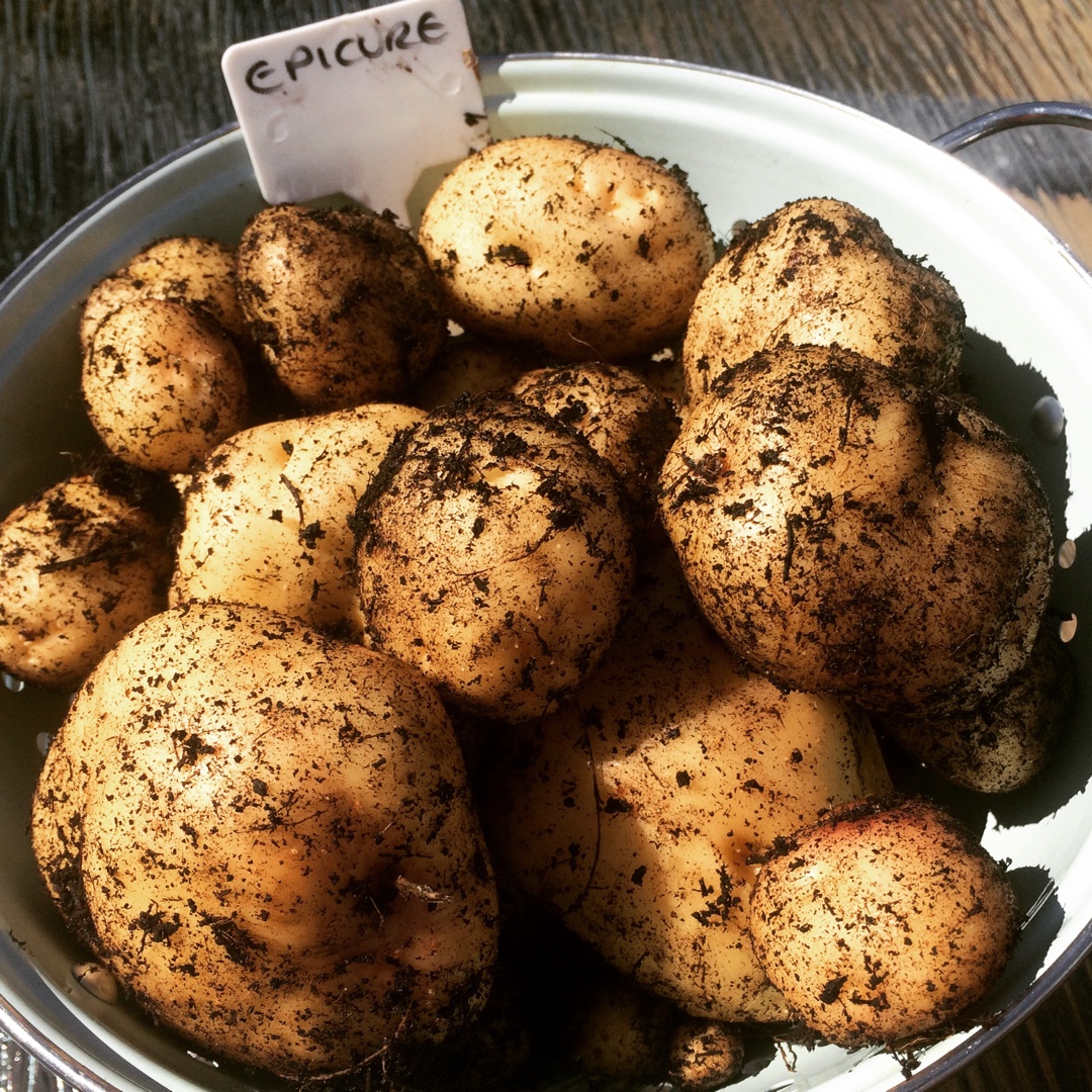 Potato Epicure in the GardenTags plant encyclopedia