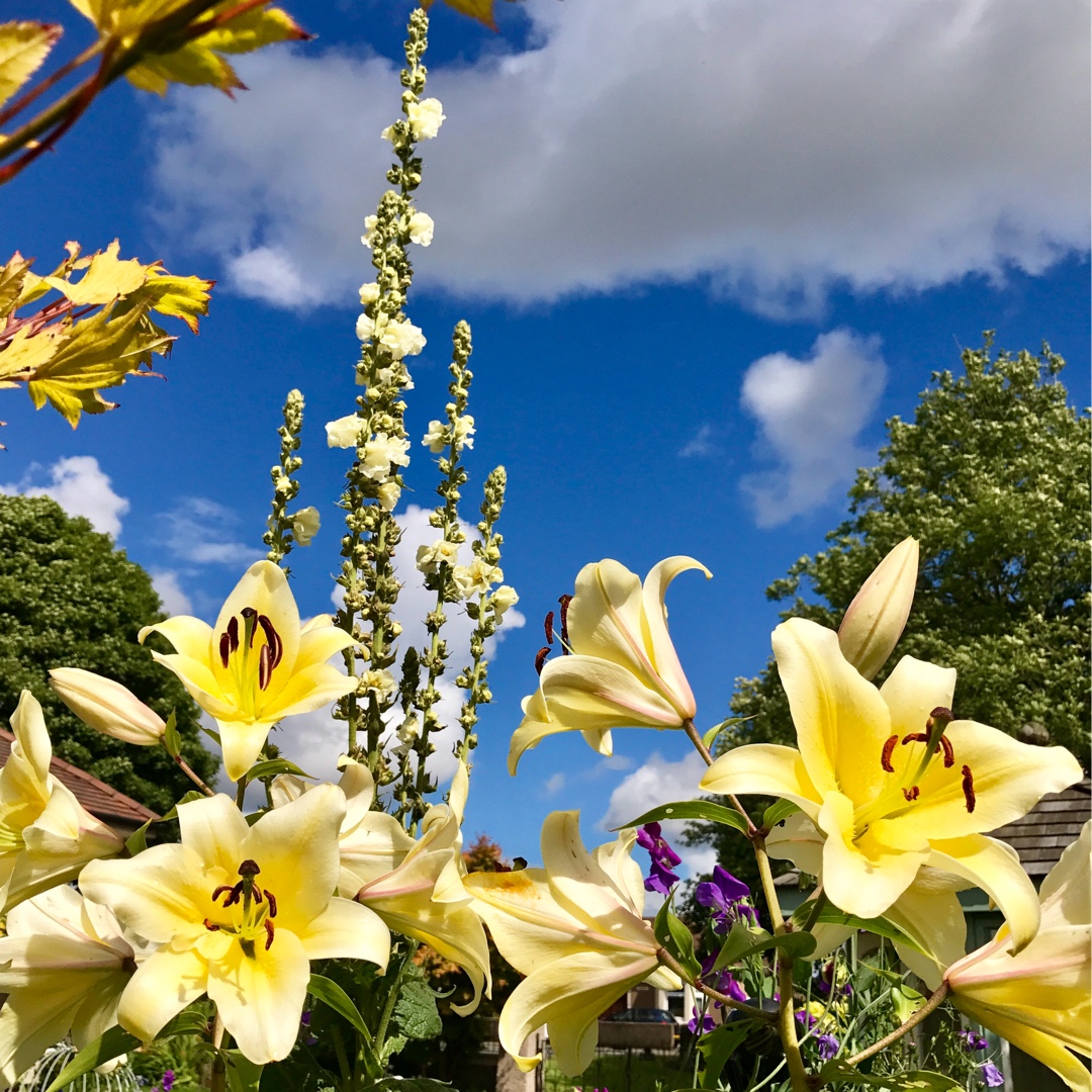 Mullein Snow Maiden in the GardenTags plant encyclopedia