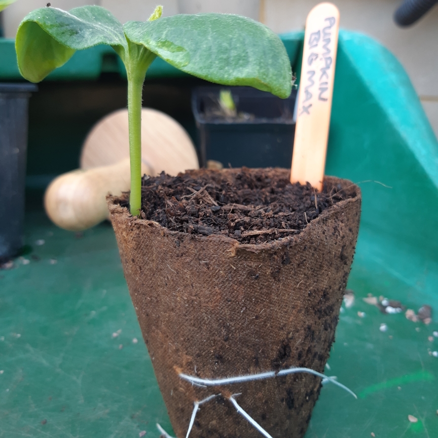 Pumpkin Big Max in the GardenTags plant encyclopedia