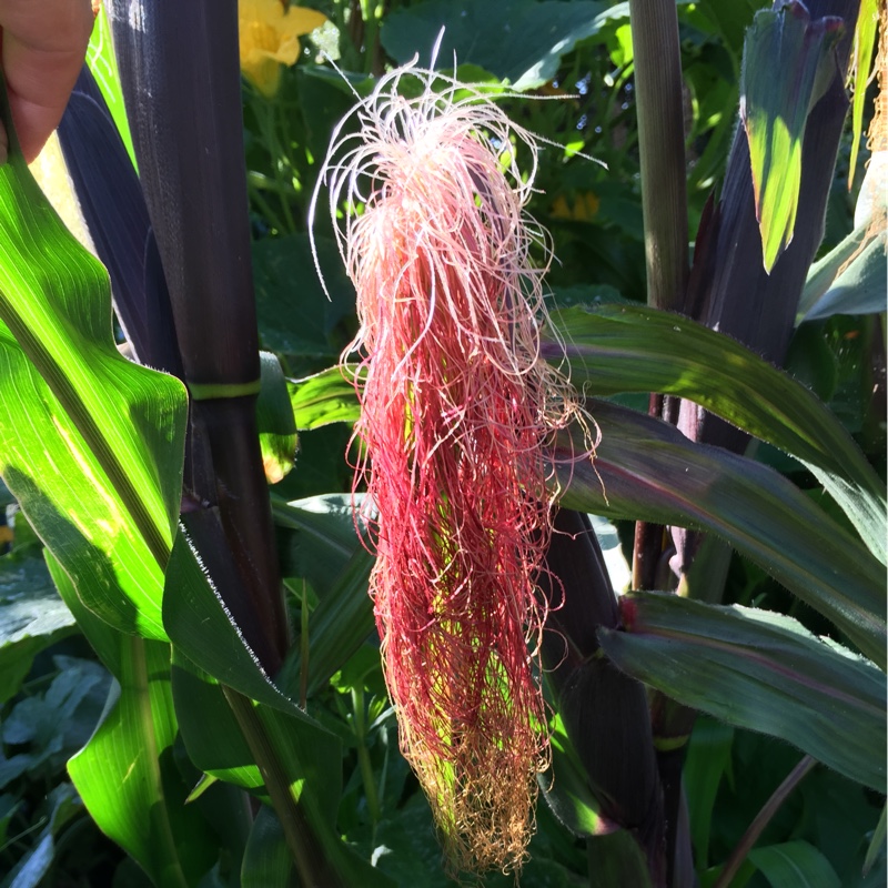 Popcorn in the GardenTags plant encyclopedia