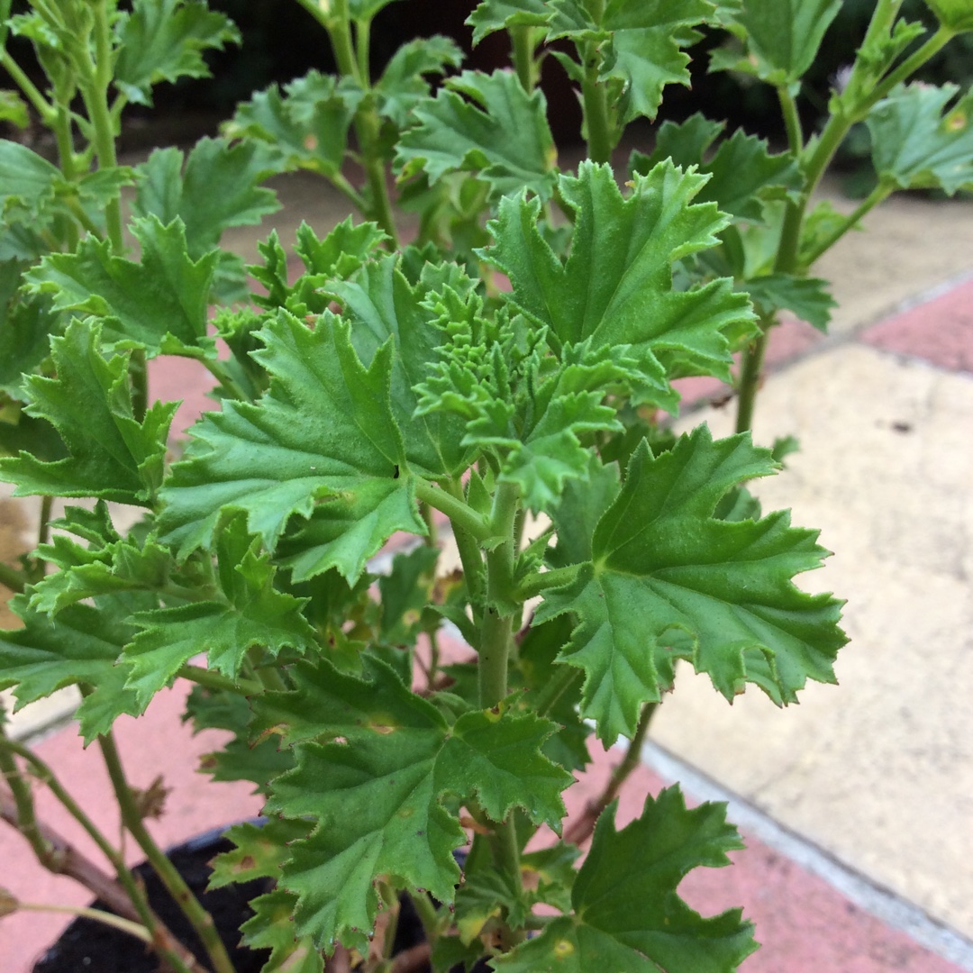 Pelargonium Limoneum (Scented) in the GardenTags plant encyclopedia