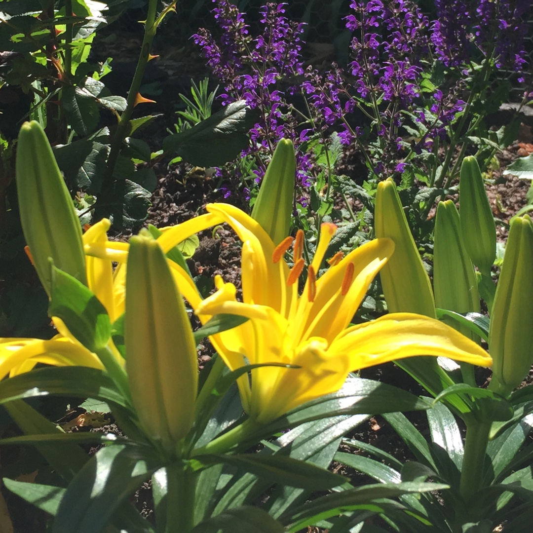 Lily Tiny Glow (Asiatic) in the GardenTags plant encyclopedia