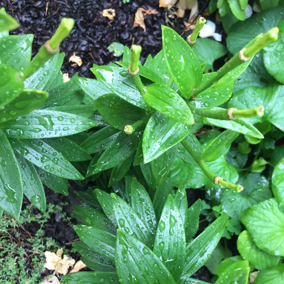 Lily Tiny Hope (Asiatic) in the GardenTags plant encyclopedia