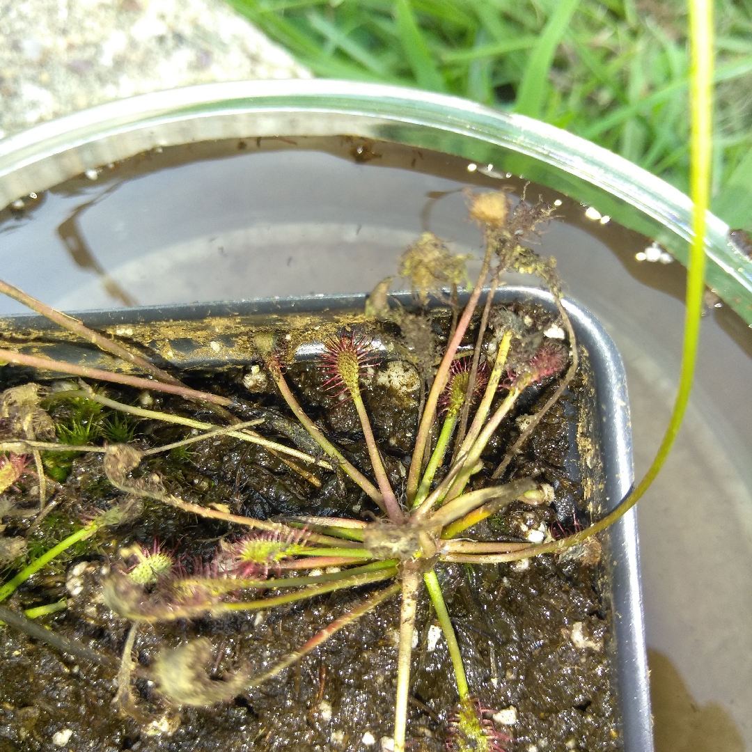 Spatulate-leaved Sundew in the GardenTags plant encyclopedia