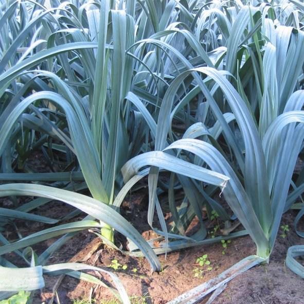 Leek Musselburgh in the GardenTags plant encyclopedia