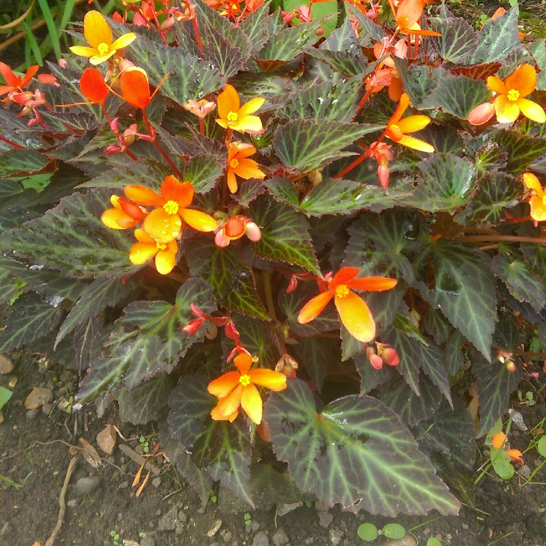 Begonia Sparks Will Fly in the GardenTags plant encyclopedia