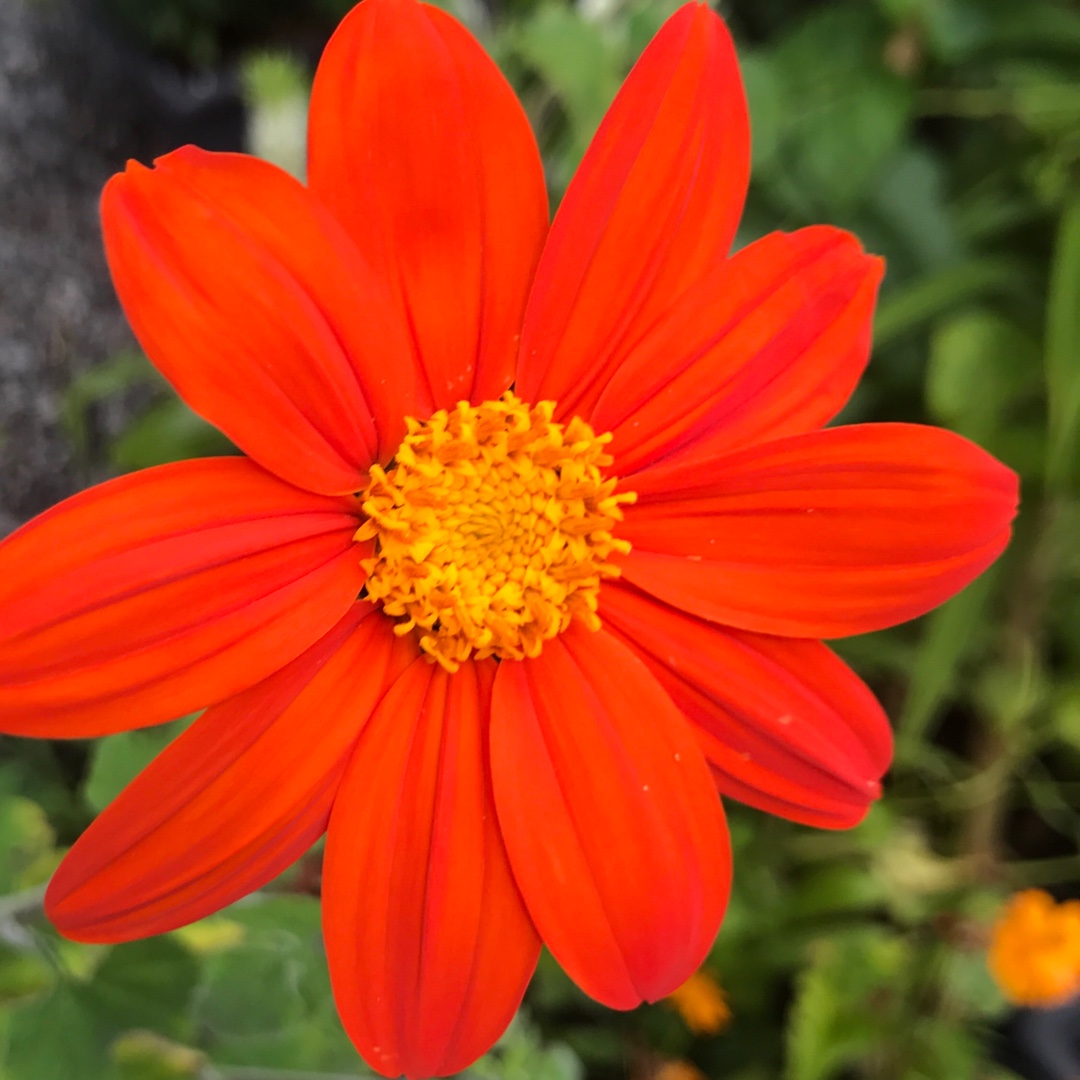 Mexican Sunflower in the GardenTags plant encyclopedia