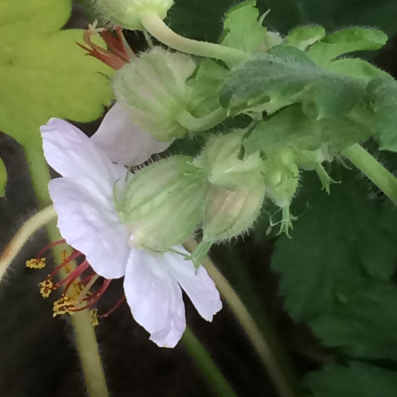 Bigroot Cranesbill Ingwersens Variety in the GardenTags plant encyclopedia