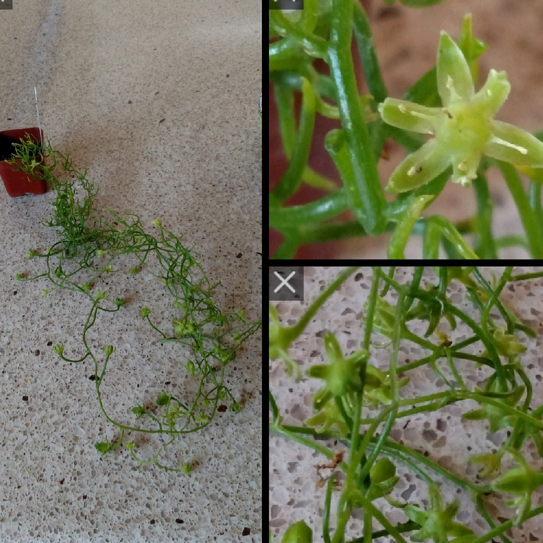 Dwarf Climbing Onion in the GardenTags plant encyclopedia