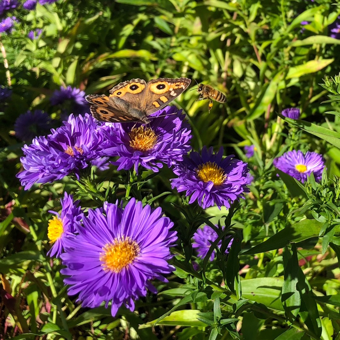 Scabious Vivid Violet in the GardenTags plant encyclopedia