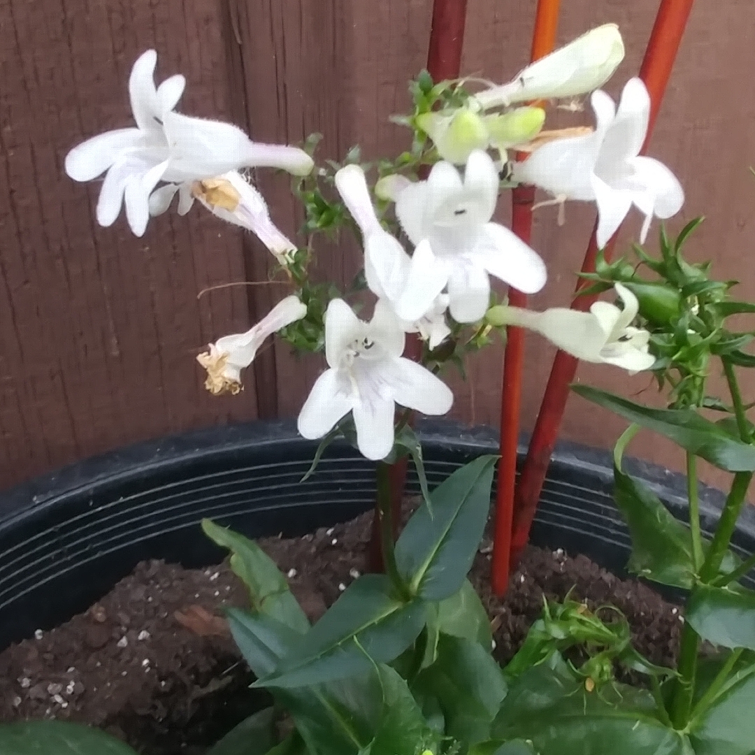 Beardtongue Mystica in the GardenTags plant encyclopedia