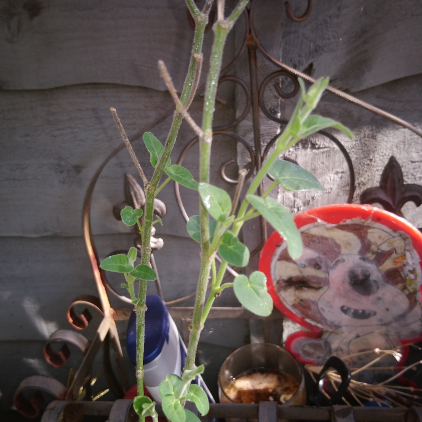 Blue Tweedia in the GardenTags plant encyclopedia