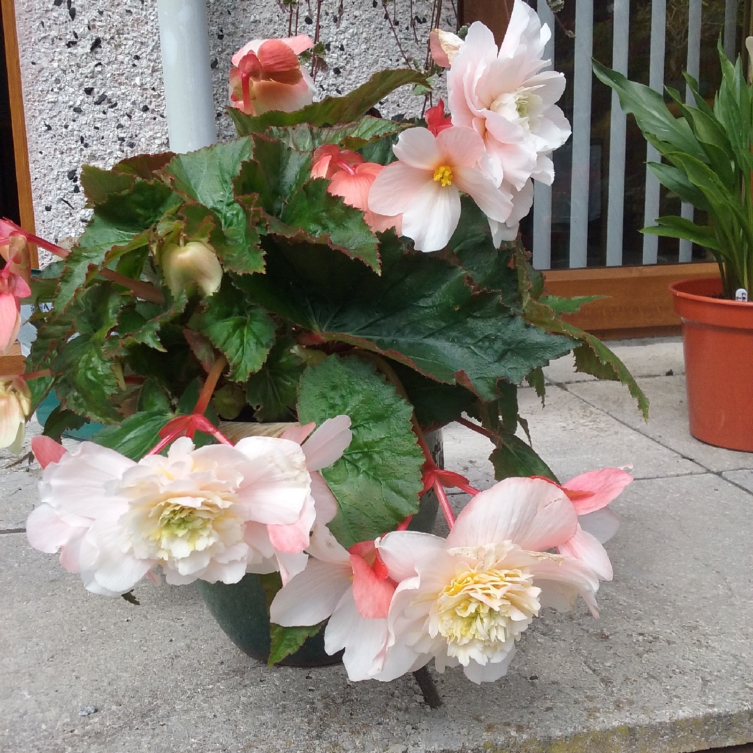 Tuberous Begonia Angelique in the GardenTags plant encyclopedia