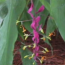 Dancing Ladies Ginger in the GardenTags plant encyclopedia