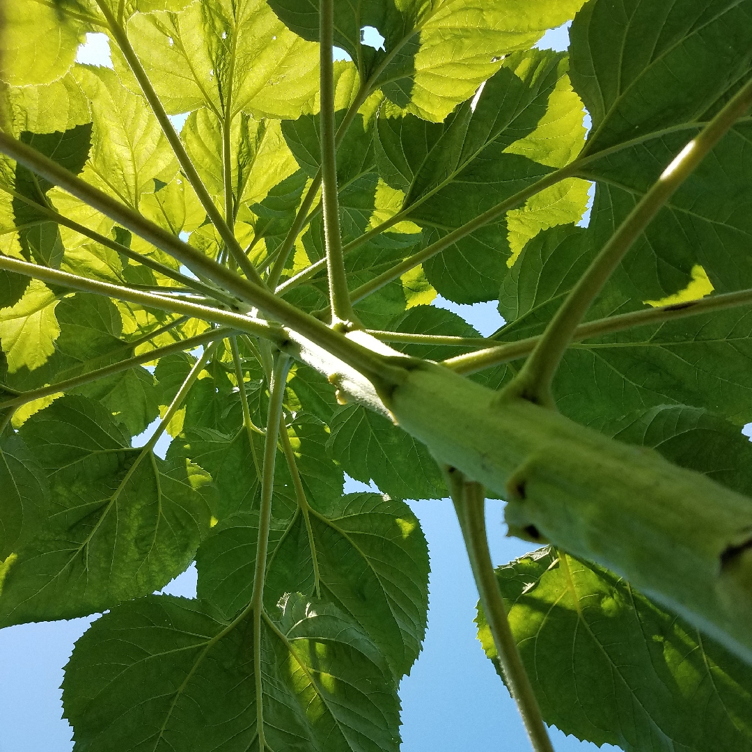 Sunflower Mammoth in the GardenTags plant encyclopedia