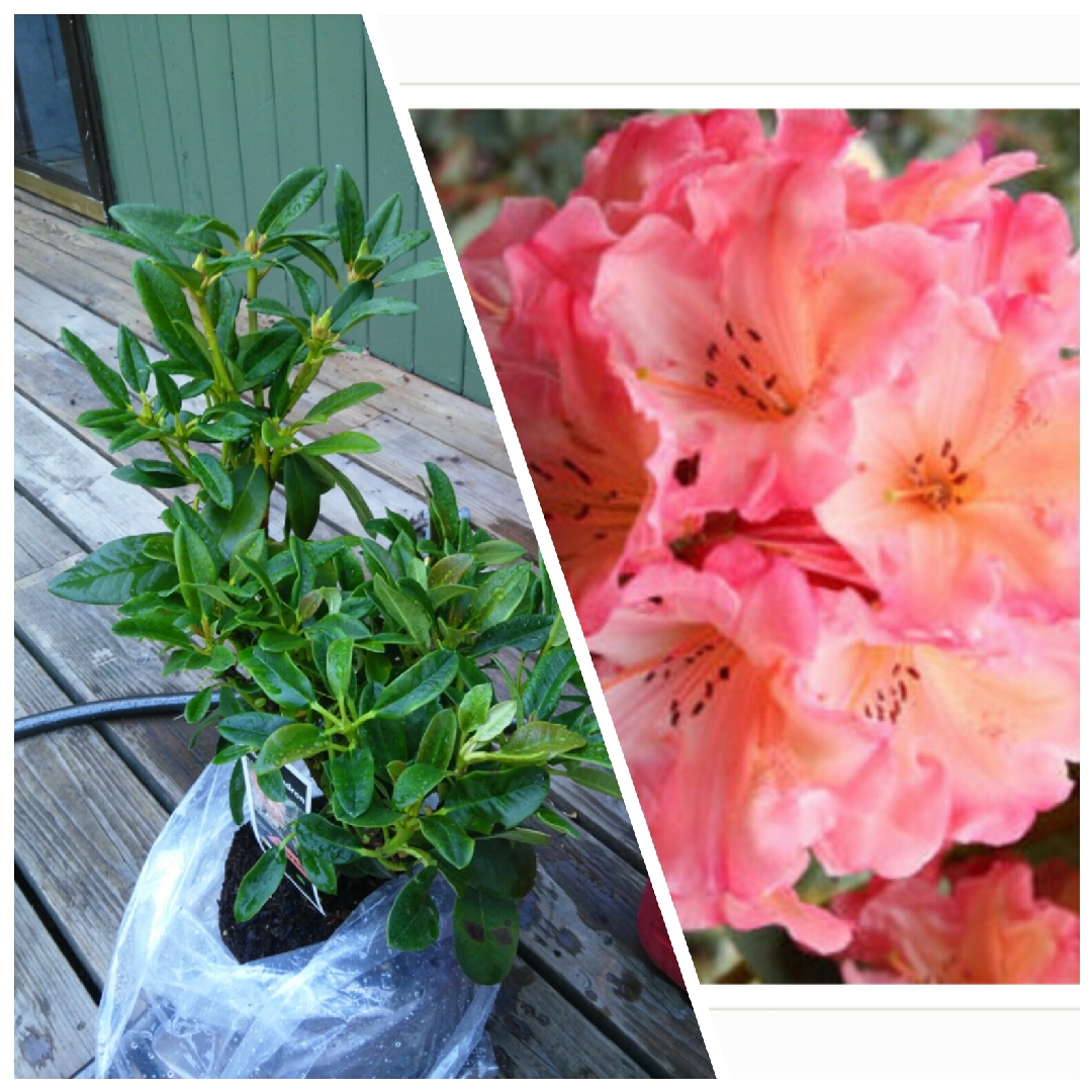 Rhododendron Honey Butter in the GardenTags plant encyclopedia