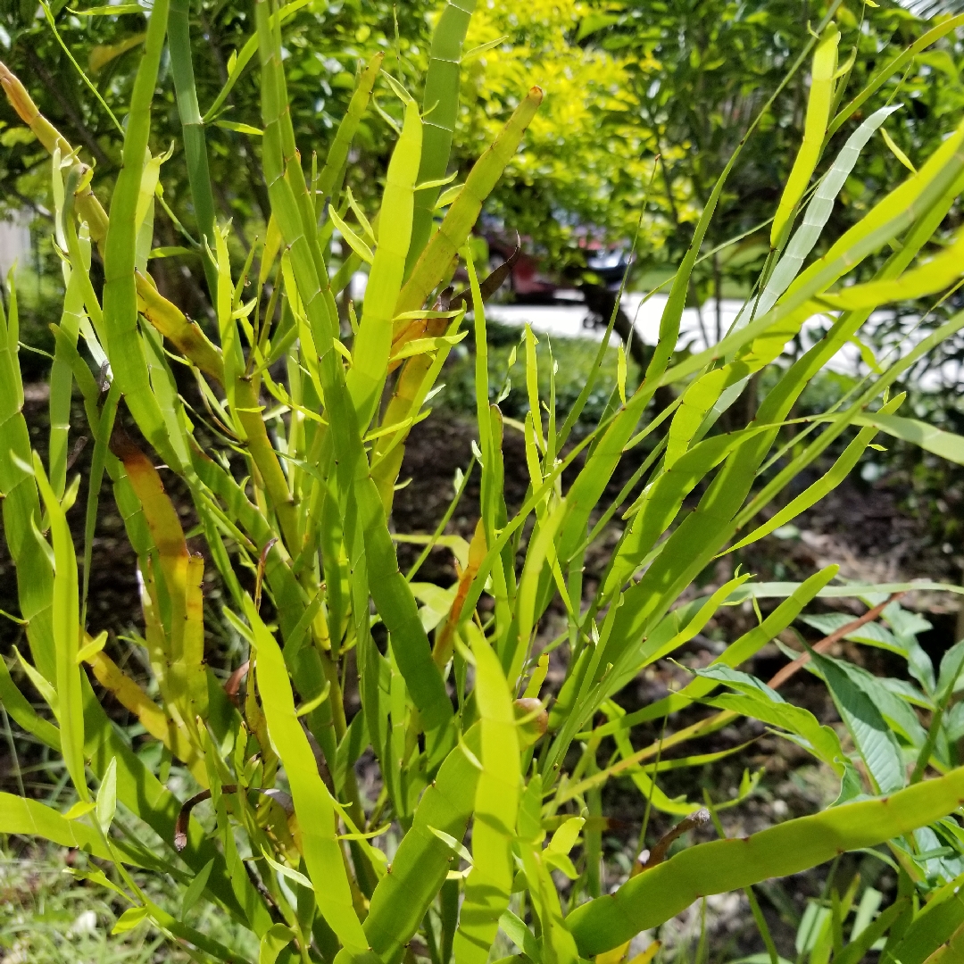 Tapeworm Plant in the GardenTags plant encyclopedia