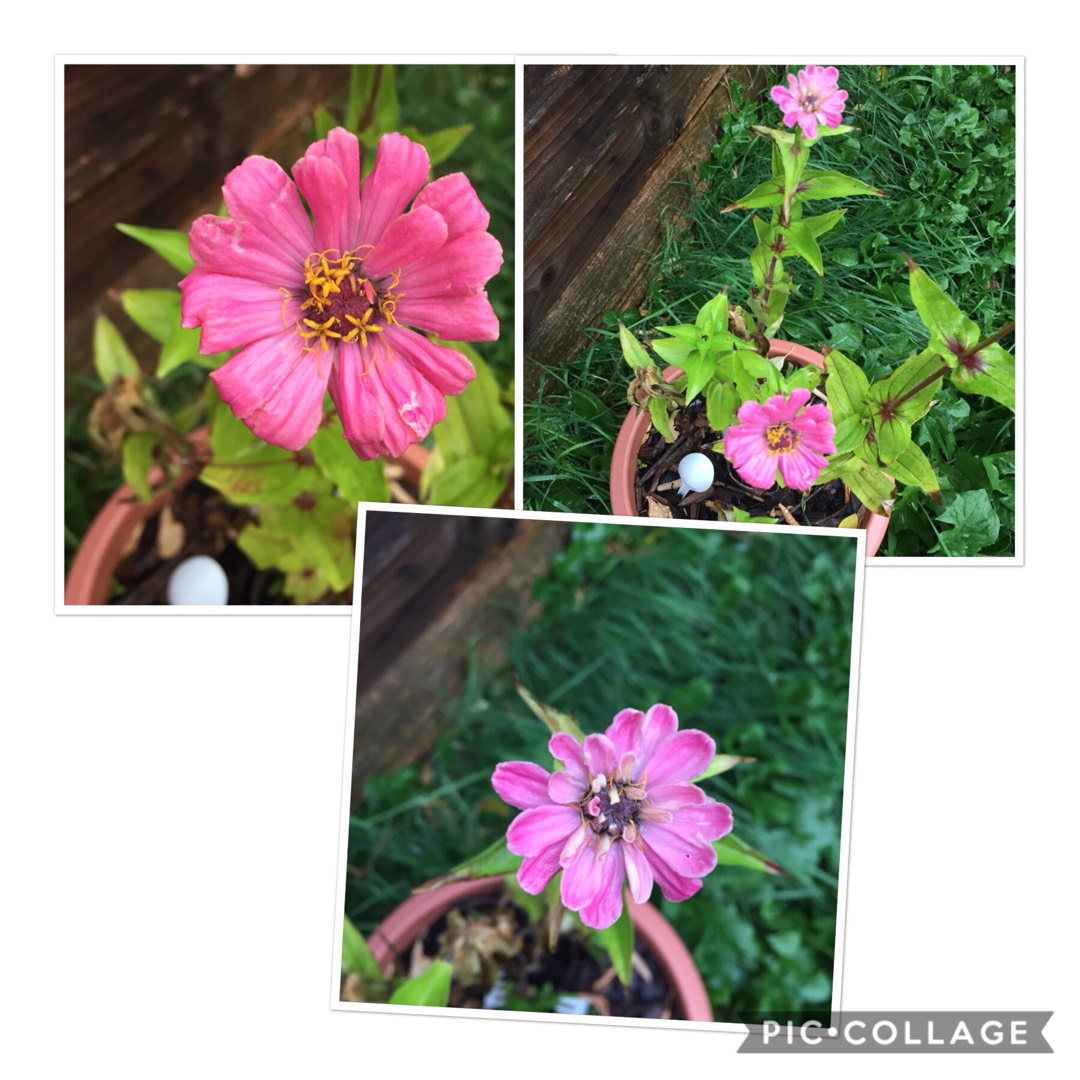 Zinnia California Giants Mix in the GardenTags plant encyclopedia