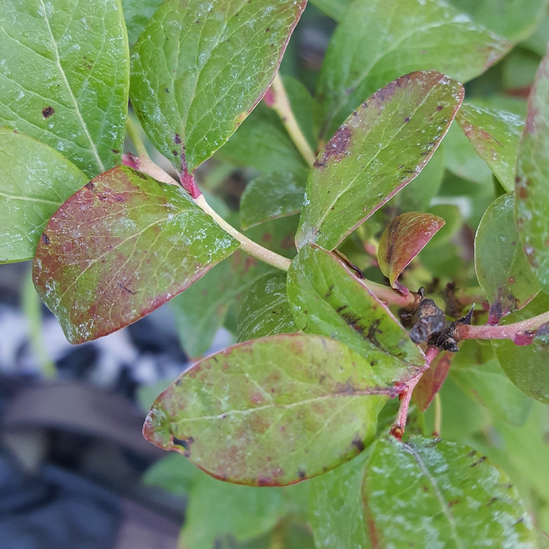 Blueberry Berkeley in the GardenTags plant encyclopedia