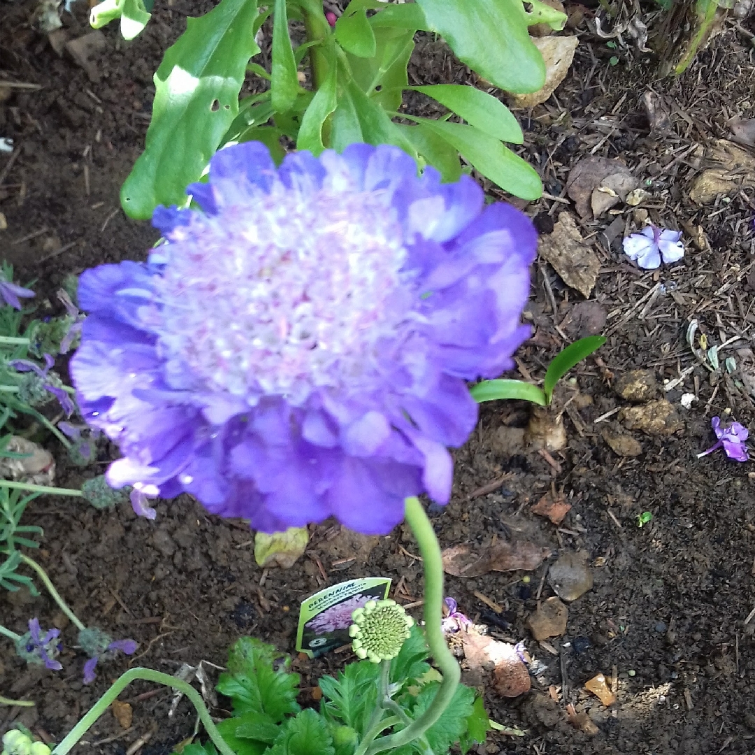 Scabiosa Mariposa Purple in the GardenTags plant encyclopedia