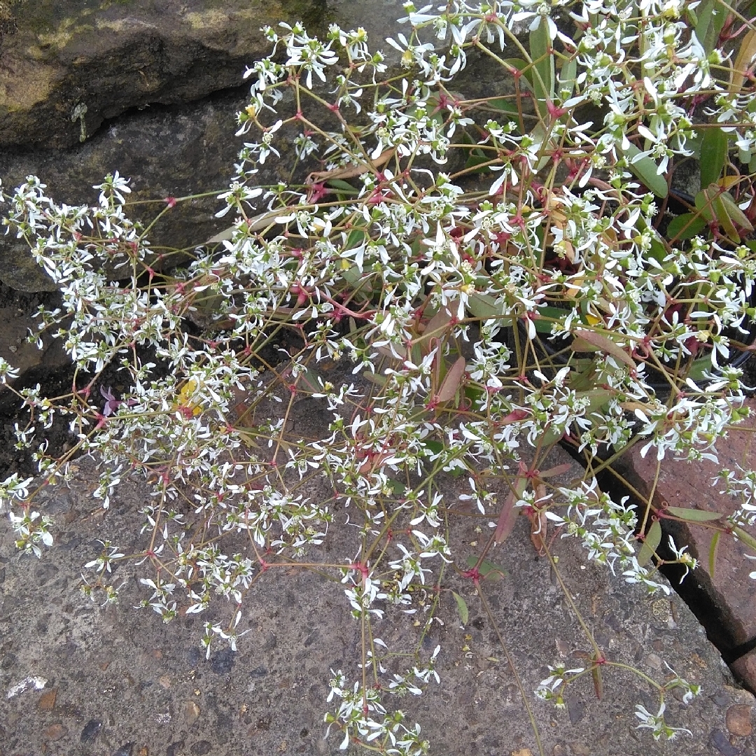 Euphorbia euphoric White in the GardenTags plant encyclopedia