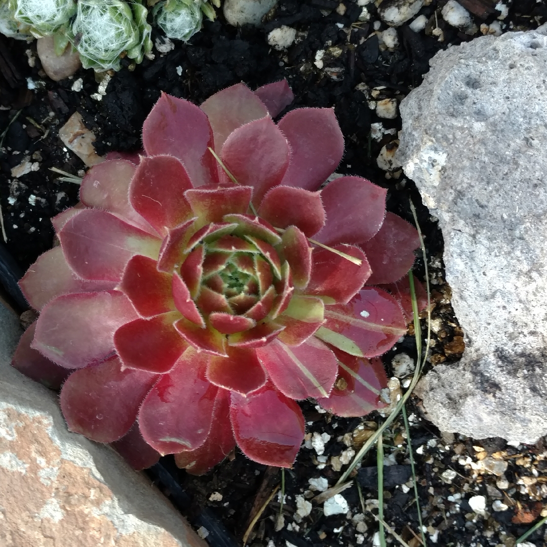 Sempervivum Rock N Roll in the GardenTags plant encyclopedia