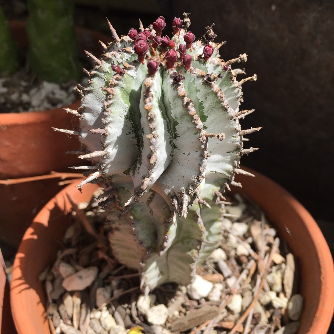 Euphorbia submammillaris in the GardenTags plant encyclopedia