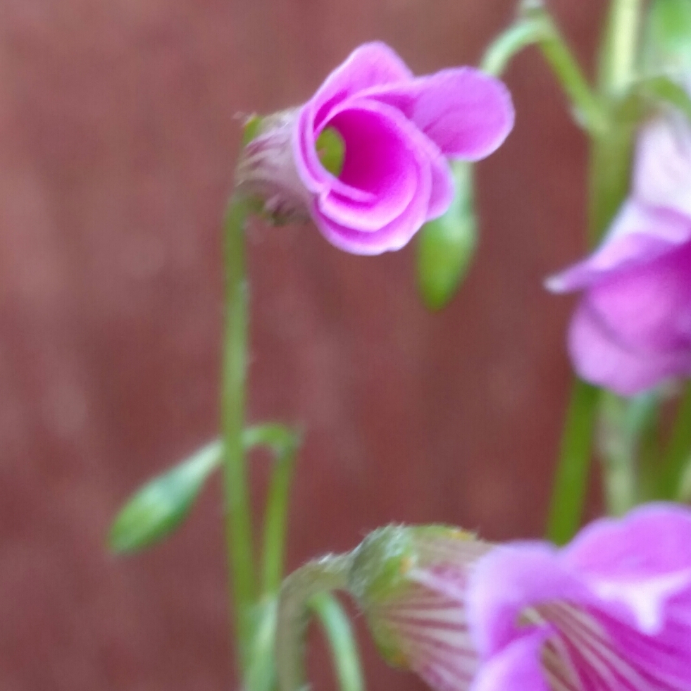 Large-Flowered Pink Sorrel in the GardenTags plant encyclopedia