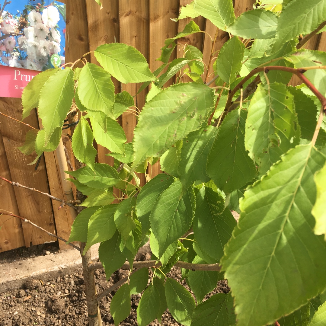 Japanese Flowering Cherry Blushing Bride in the GardenTags plant encyclopedia