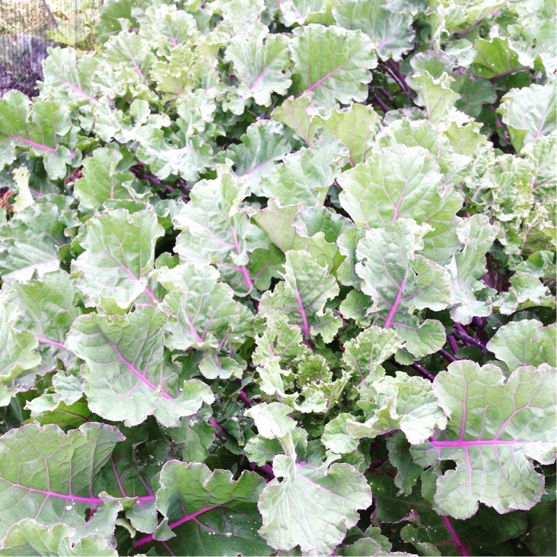 Flower Sprouts in the GardenTags plant encyclopedia