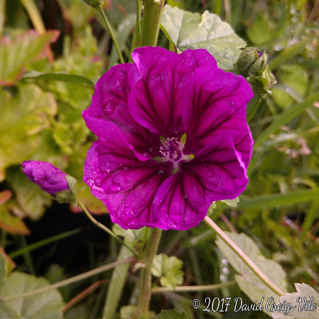 Malva sylvestris Bibor Felho in the GardenTags plant encyclopedia