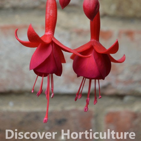 Fuchsia Marinka in the GardenTags plant encyclopedia